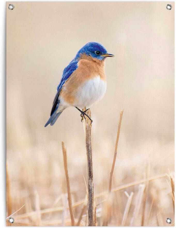 Reinders! Poster Blauwe vogel Outdoor voor tuin of balkon