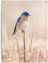 Reinders! Poster Blauwe vogel Outdoor voor tuin of balkon - Thumbnail 1