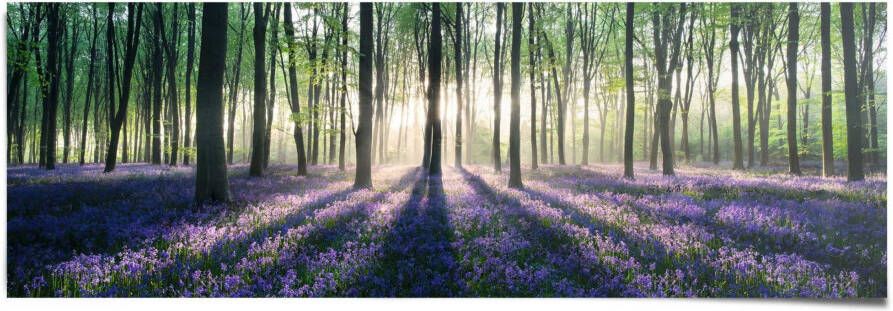 Reinders! Poster Blauwklokjes in het bos