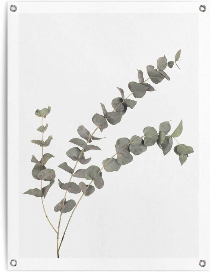 Reinders! Poster Eucalyptus Outdoor voor tuin of balkon