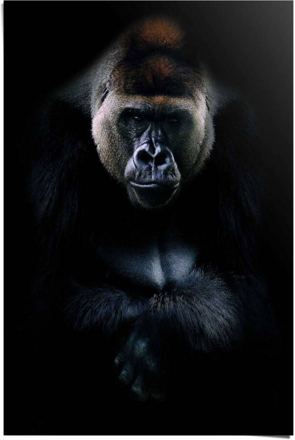 Reinders! Poster Gorilla
