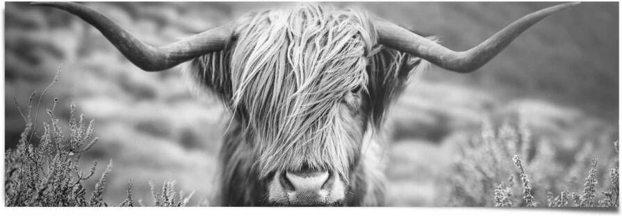 Reinders! Poster Highlander stier diermotief close-up Schotse hooglander beeld