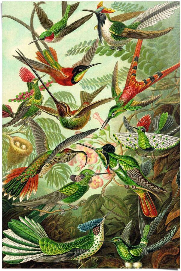 Reinders! Poster Hummingbirds vogel diermotief natuur botanisch Ernst Haeckel