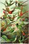 Reinders! Poster Hummingbirds vogel diermotief natuur botanisch Ernst Haeckel - Thumbnail 1