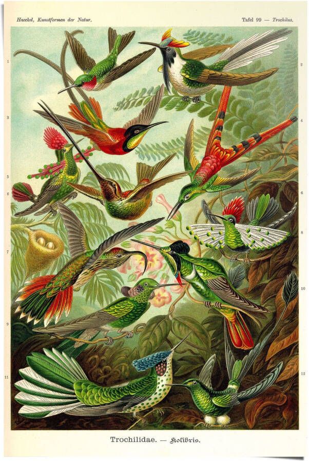 Reinders! Poster Kolibries lithografie