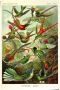 Reinders! Poster Kolibries lithografie - Thumbnail 1