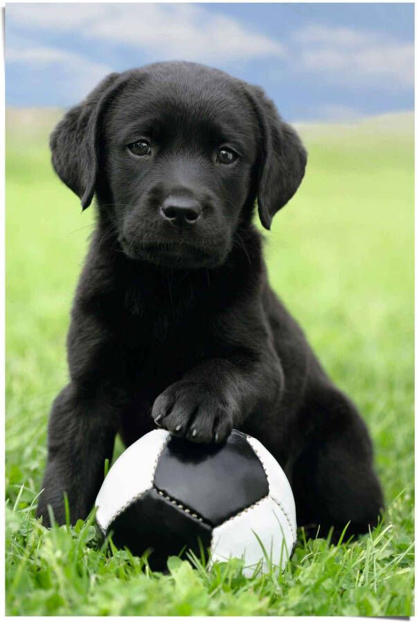 Reinders! Poster Labrador pup voetbal