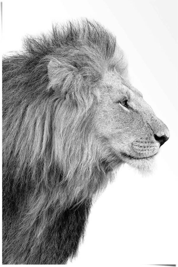 Reinders! Poster Leeuw koning jungle zijportret krachtig