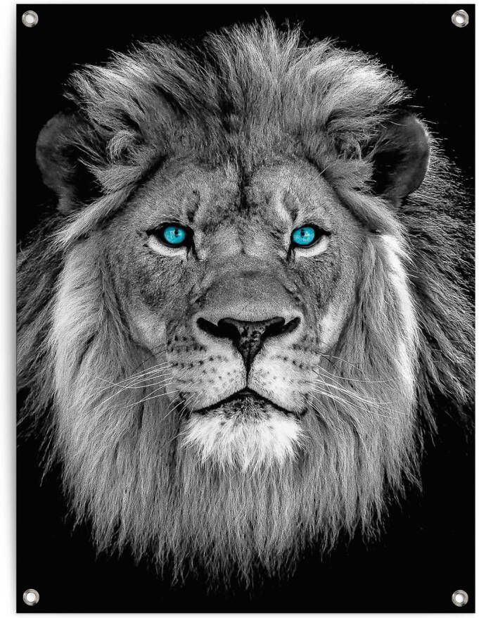 Reinders! Poster Leeuw met blauwe ogen