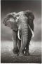 Reinders! Poster olifant wandeling - Thumbnail 1