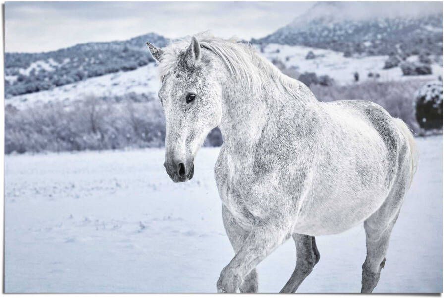 Reinders! Poster Paard in de sneeuw