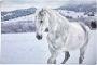 Reinders! Poster Paard in de sneeuw - Thumbnail 1