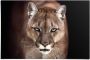 Reinders! Poster Puma close-up - Thumbnail 1