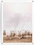 Reinders! Poster Schafe im Nebel - Thumbnail 1