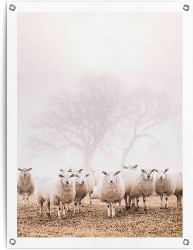 Reinders! Poster Schapen in de mist Outdoor voor tuin of balkon