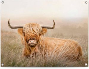 Reinders! Poster Schotse hooglander