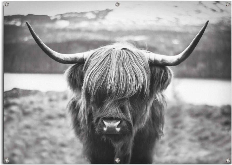 Reinders! Poster Schotse hooglander lichte en waterdichte tuinposter voor buiten