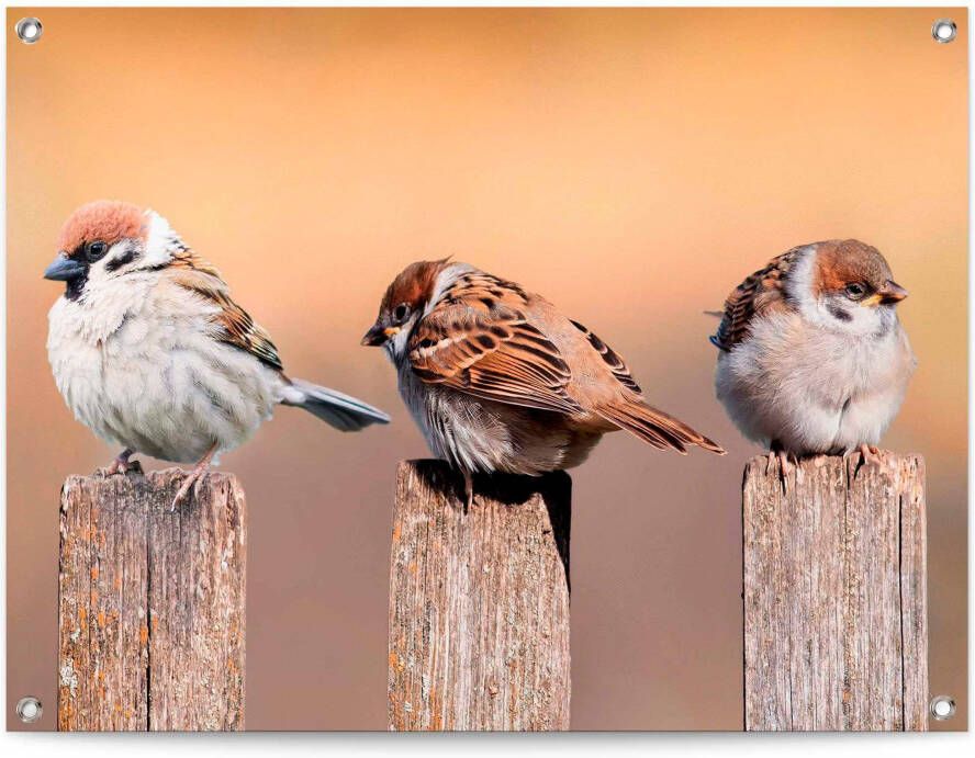 Reinders! Poster Vogelfamilie
