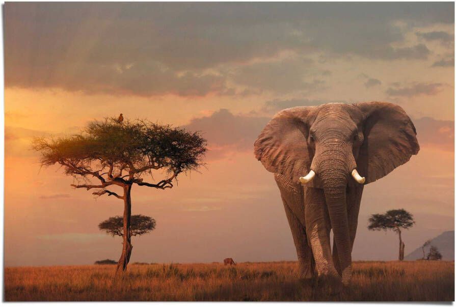 Reinders! Poster Wilde dieren van Afrika olifant