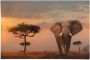 Reinders! Poster Wilde dieren van Afrika olifant - Thumbnail 1