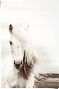 Reinders! Poster wit paard