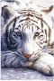 Reinders! Poster Witte tijger - Thumbnail 1