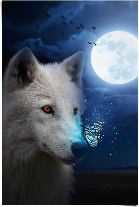 Reinders! Poster Witte wolf