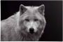 Reinders! Poster Witte wolf - Thumbnail 1