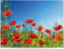 Reinders! Poster Zomerbloemen Outdoor voor tuin of balkon - Thumbnail 1