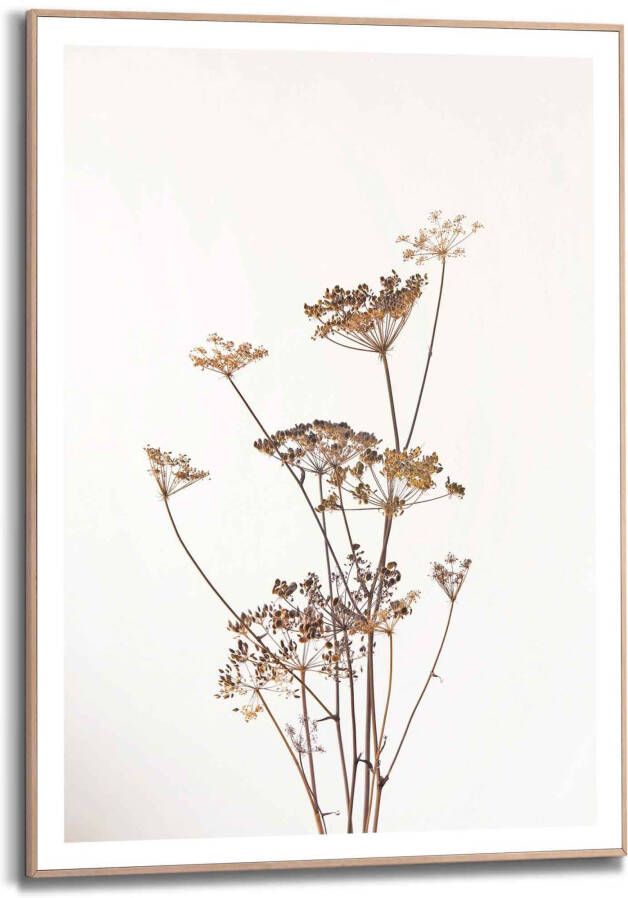 Reinders! Wanddecoratie Ingelijste print berenklauw natuur plant gedroogd bloemen