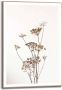Reinders! Wanddecoratie Ingelijste print berenklauw natuur plant gedroogd bloemen - Thumbnail 1