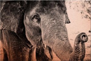 Wall-Art Aluminium-dibondprint Indian Elephant 60 40 cm