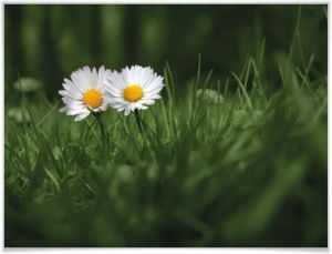 Wall-Art Poster Bloemen twee madeliefjes Poster artprint wandposter (1 stuk)