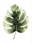 Wall-Art Poster Kvilis gatenplant Leaf - Thumbnail 1