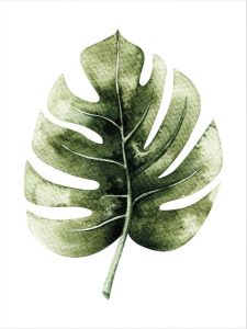 Wall-Art Poster Kvilis gatenplant Leaf Poster artprint wandposter