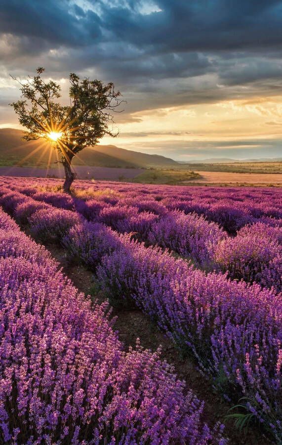 Wall-Art Vliesbehang Lavendelbloemen in de Provence