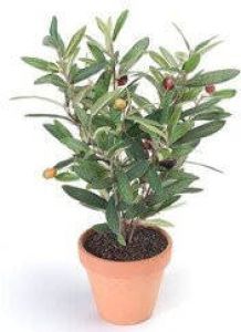 Merkloos Kunstplant olijf boomje groen in pot 35 cm- Kamerplant groen olijfboom Kunstplanten