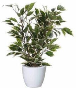 Mica Decorations Groen witte ficus kunstplant 40 cm met plantenpot glanzend wit D13.5 en H12.5 cm Kunstplanten