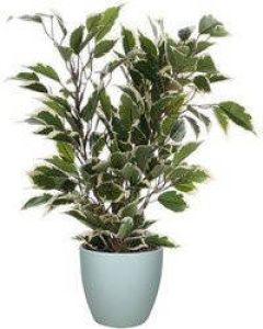 Mica Decorations Groen witte ficus kunstplant 40 cm met plantenpot mat mintgroen D13.5 en H12.5 cm Kunstplanten