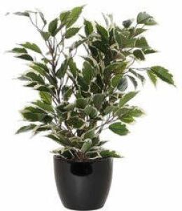 Mica Decorations Groen witte ficus kunstplant 40 cm met plantenpot zwart D13.5 en H12.5 cm Kunstplanten
