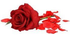 Shoppartners Valentijnscadeau rode roos 31 cm met rozenblaadjes Kunstbloemen