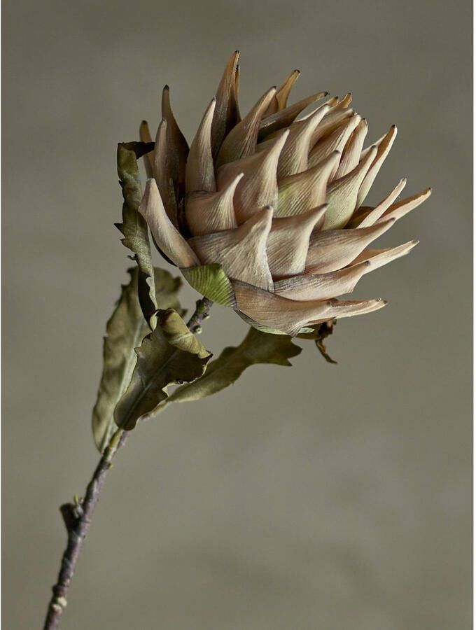 Bloomingville kunstbloem Protea - Foto 2