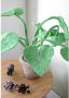 Kidsdepot kunstplant Alocasia - Thumbnail 3