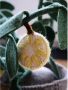 Kidsdepot kunstplant Citrus (25x56 cm) - Thumbnail 3