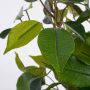 Mica Decorations Groene ficus kunstplant 40 cm voor binnen kunstplanten nepplanten binnenplanten. Kunstplanten - Thumbnail 3