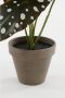 Mica Decorations kunstplant Begonia Maculata - Thumbnail 3
