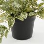 Mica Decorations kunstplant Fittonia - Thumbnail 3