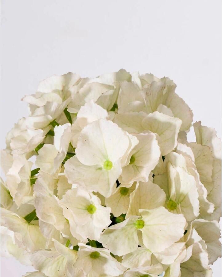House Doctor kunsttak Hydrangea - Foto 3
