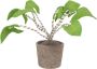 Kidsdepot kunstplant Zebrina (25x50 cm) - Thumbnail 1