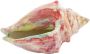Light & Living ornament Shell - Thumbnail 1